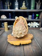 Vintage Bullmouth Helmet Shell Table Lamp – Nautical Curiosity – Non-Function