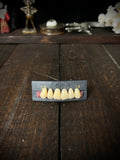Vintage 1995 TNR Co-Polymer Denture Teeth – Complete Set – Dental Oddity