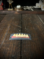 Vintage 1995 TNR Co-Polymer Denture Teeth – Complete Set – Dental Oddity