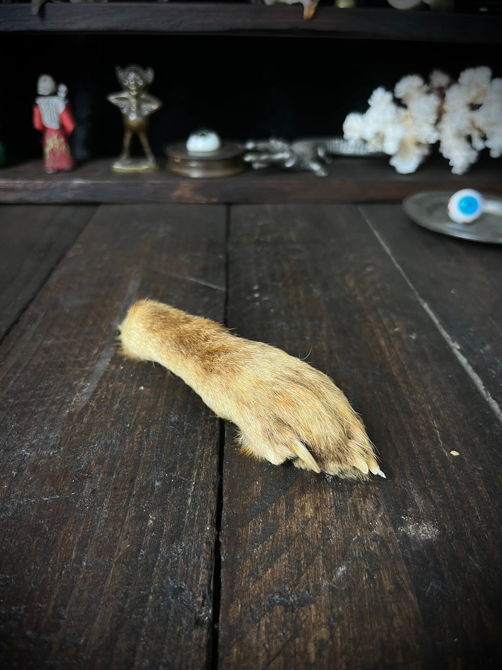 Preserved Fox Paw – Vulpes vulpes – Taxidermy Curiosity / Oddity