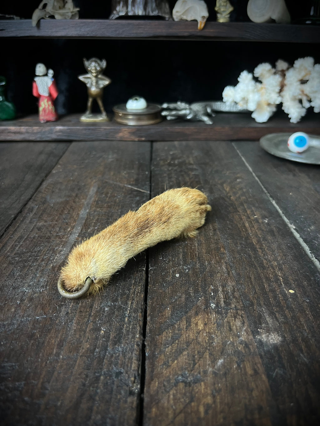 Preserved Fox Paw – Vulpes vulpes – Taxidermy Curiosity / Oddity