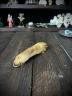 Preserved Fox Paw – Vulpes vulpes – Taxidermy Curiosity / Oddity