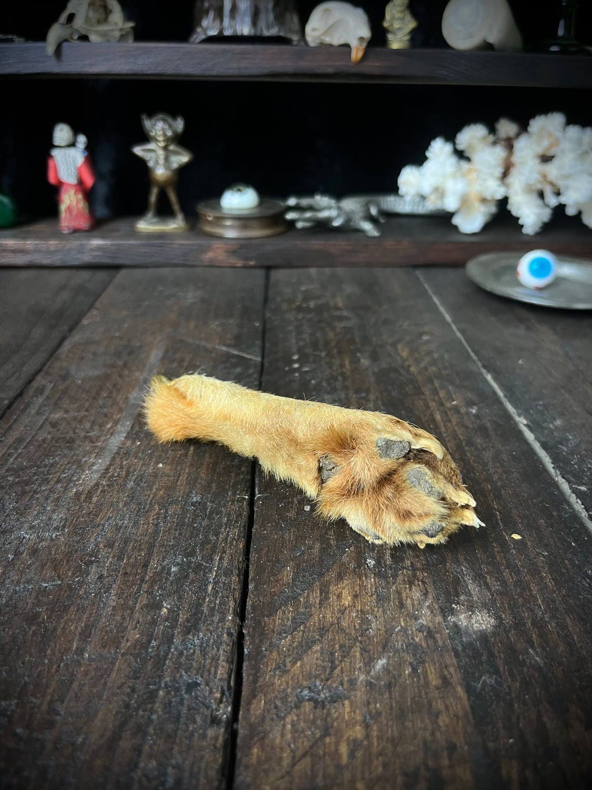 Preserved Fox Paw – Vulpes vulpes – Taxidermy Curiosity / Oddity