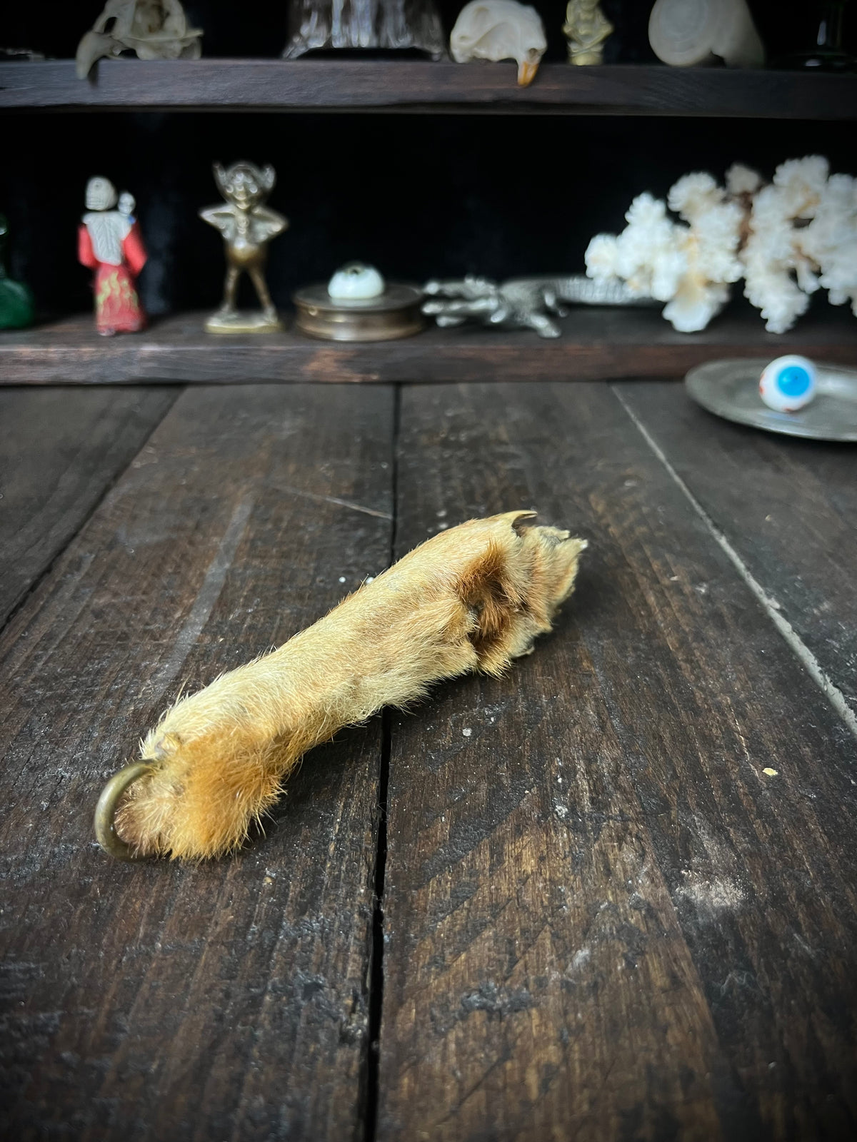 Preserved Fox Paw – Vulpes vulpes – Taxidermy Curiosity / Oddity