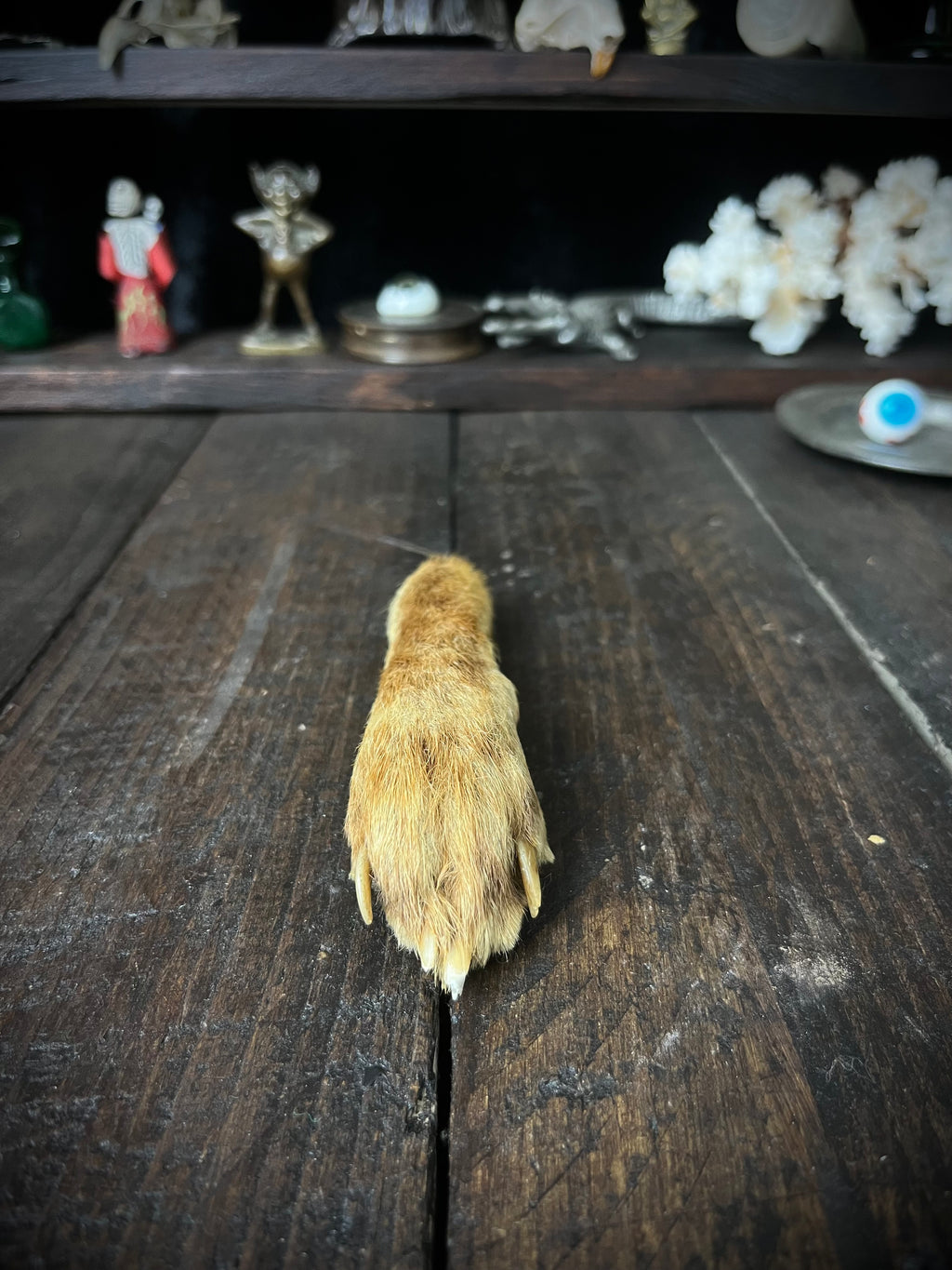 Preserved Fox Paw – Vulpes vulpes – Taxidermy Curiosity / Oddity
