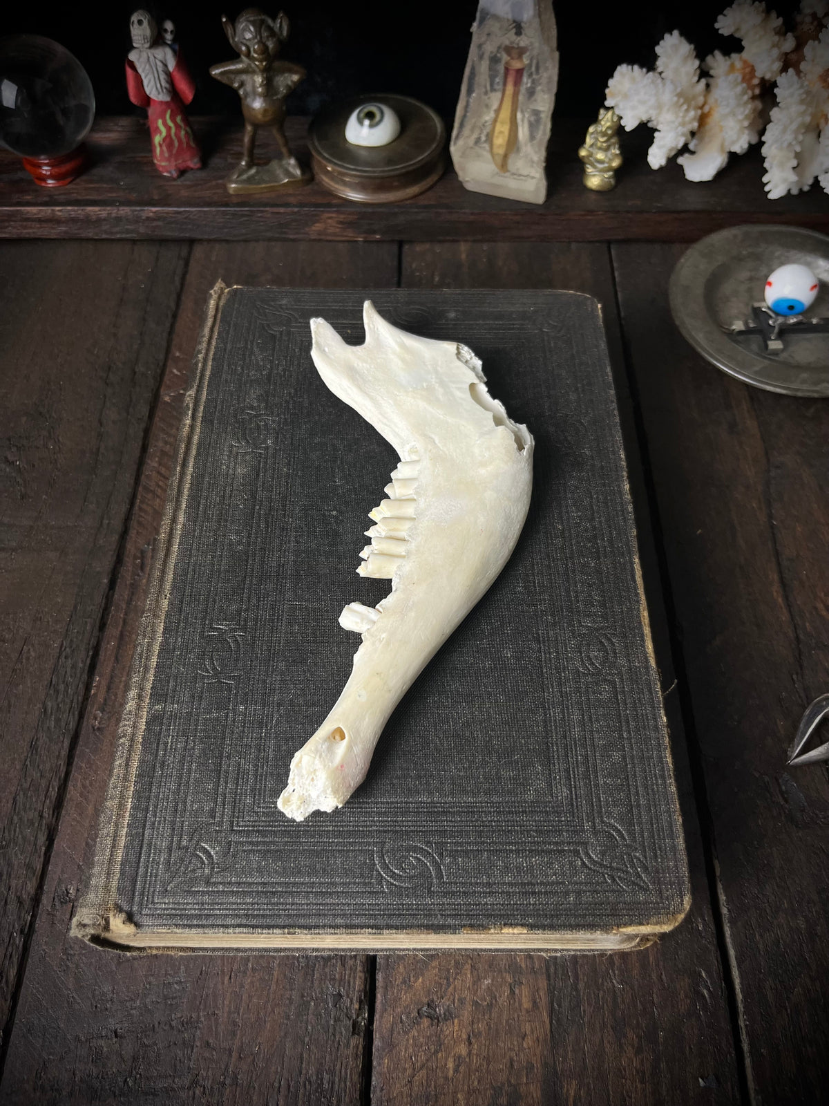 Genuine Roe Deer Mandible - Lower Jaw Section with Teeth - Natural History Specimen