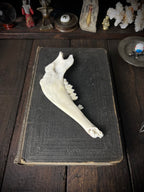 Genuine Roe Deer Mandible - Lower Jaw Section with Teeth - Natural History Specimen