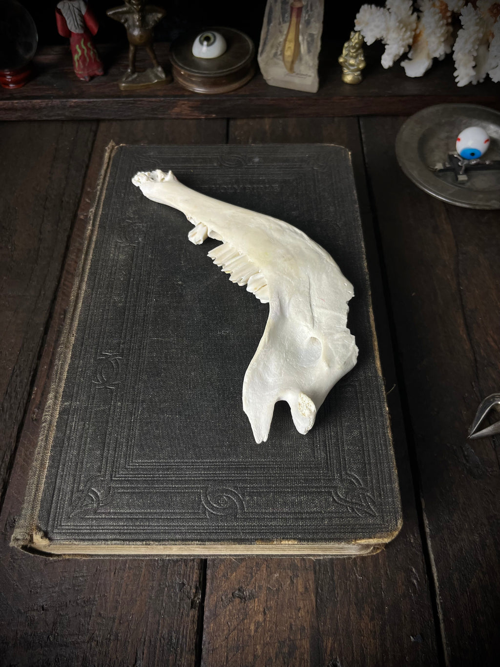 Genuine Roe Deer Mandible - Lower Jaw Section with Teeth - Natural History Specimen