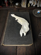 Genuine Roe Deer Mandible - Lower Jaw Section with Teeth - Natural History Specimen