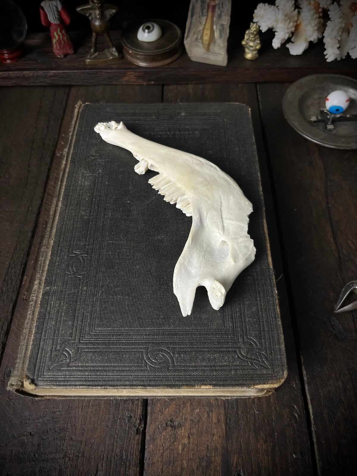 Genuine Roe Deer Mandible - Lower Jaw Section with Teeth - Natural History Specimen