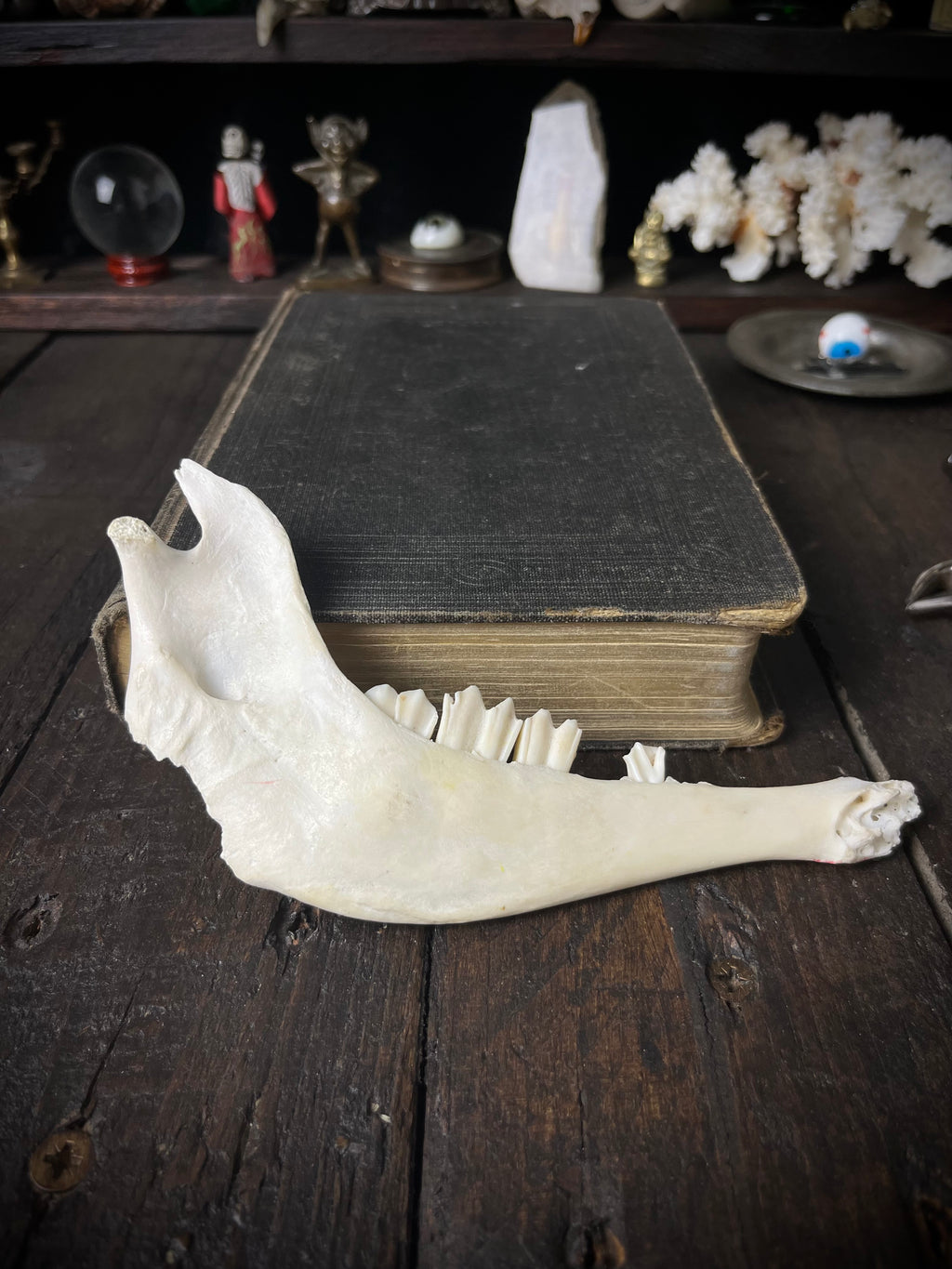 Genuine Roe Deer Mandible - Lower Jaw Section with Teeth - Natural History Specimen