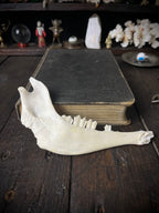 Genuine Roe Deer Mandible - Lower Jaw Section with Teeth - Natural History Specimen