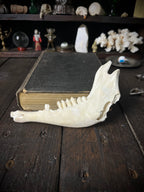 Genuine Roe Deer Mandible - Lower Jaw Section with Teeth - Natural History Specimen