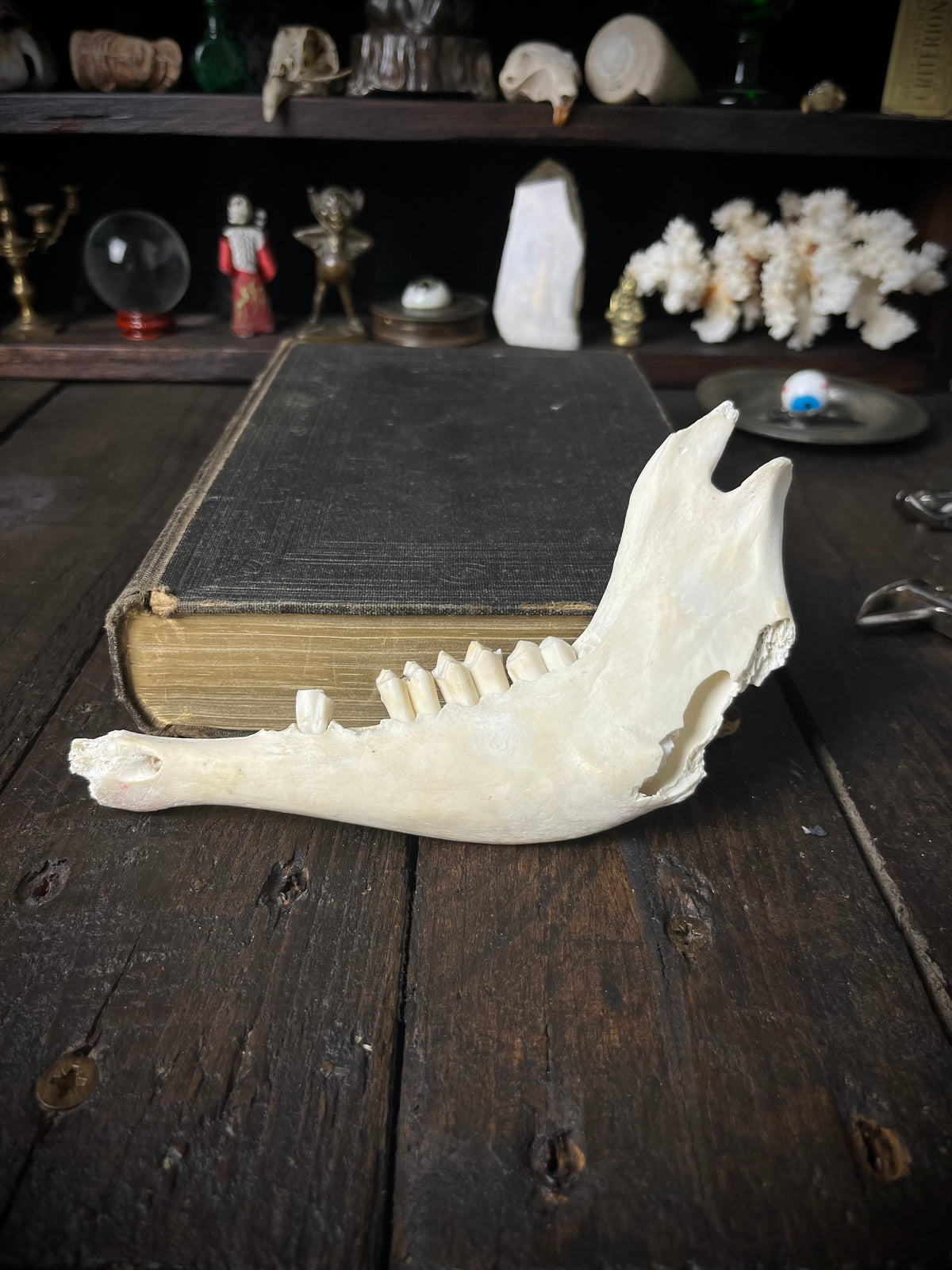 Genuine Roe Deer Mandible - Lower Jaw Section with Teeth - Natural History Specimen