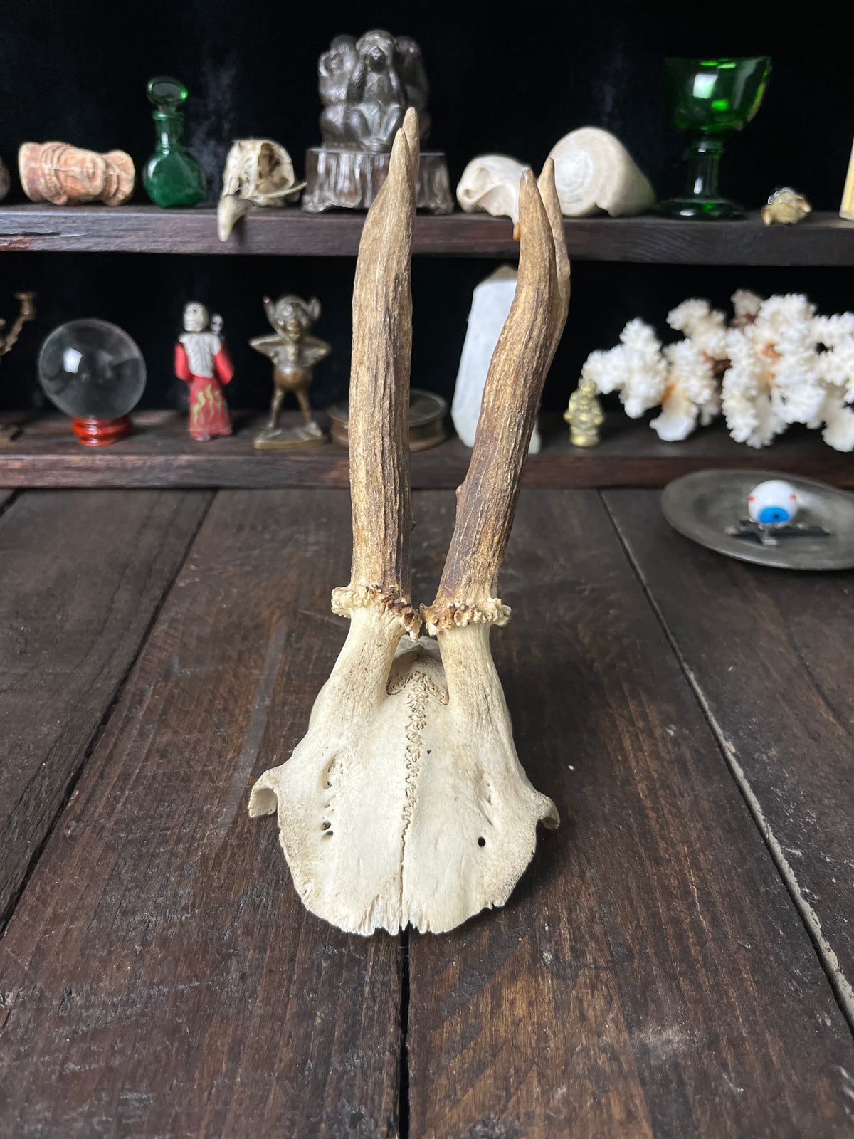 Partial Roe Deer Skull with Closely Set Antlers - Capreolus capreolus