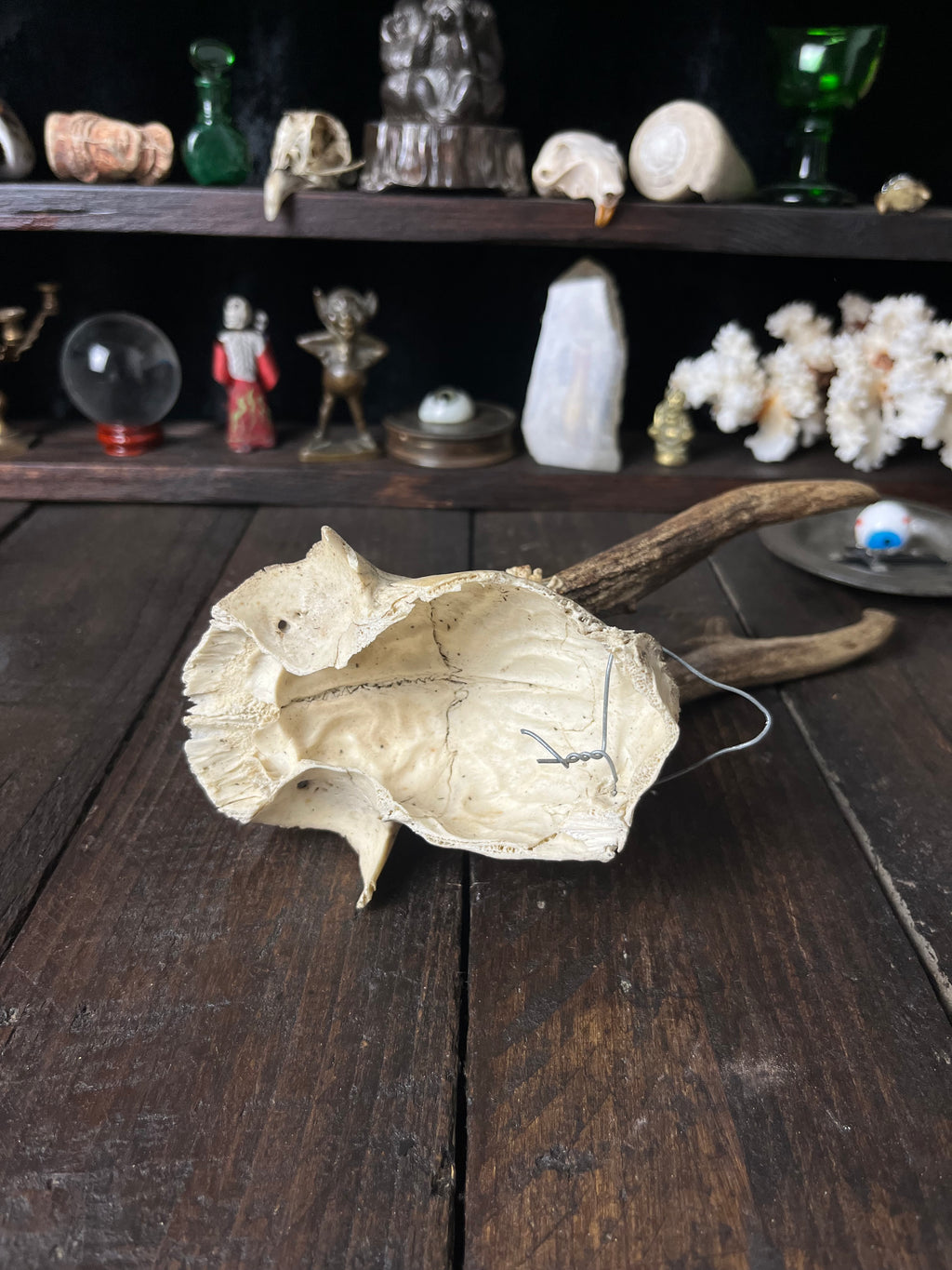 Partial Roe Deer Skull with Closely Set Antlers - Capreolus capreolus
