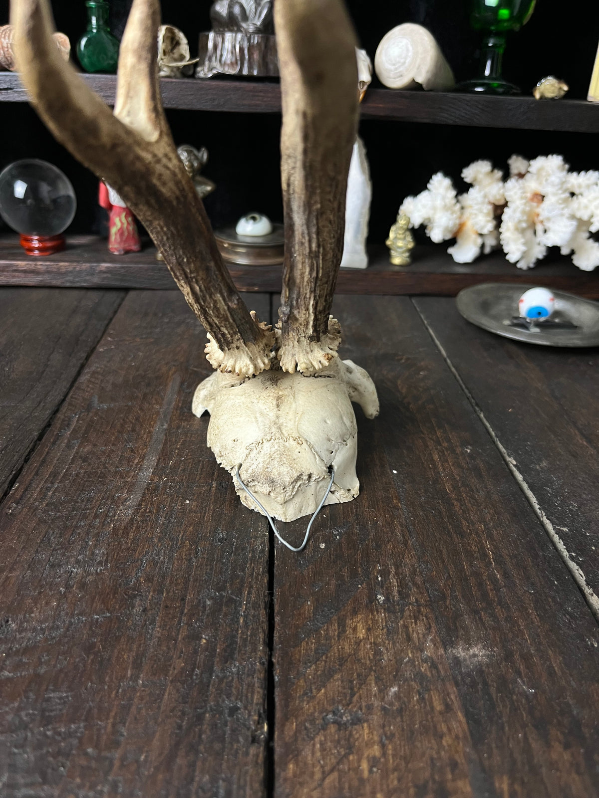 Partial Roe Deer Skull with Closely Set Antlers - Capreolus capreolus