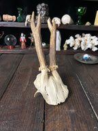 Partial Roe Deer Skull with Closely Set Antlers - Capreolus capreolus