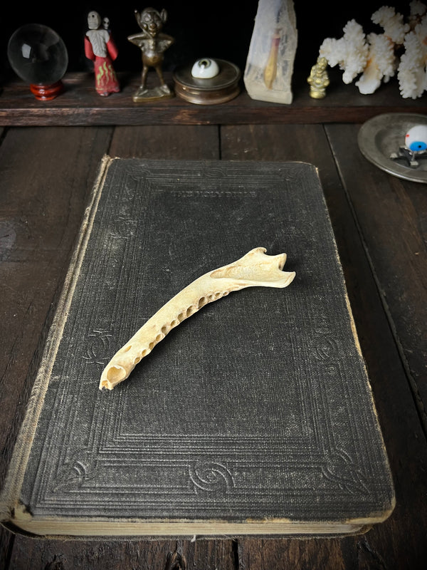Partial Roe Deer Mandible - Natural History Specimen