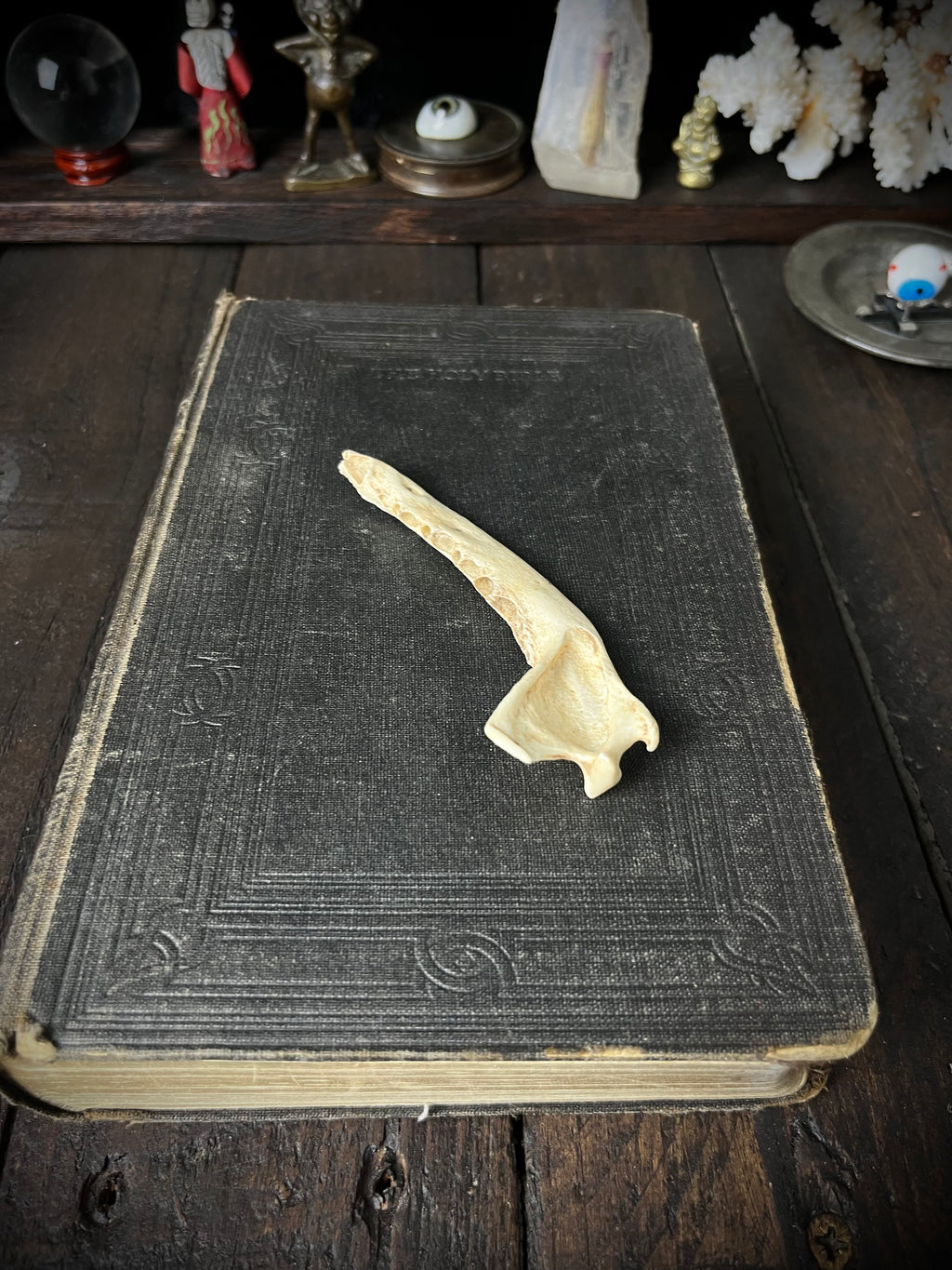 Partial Roe Deer Mandible - Natural History Specimen