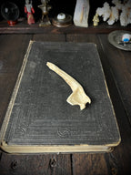 Partial Roe Deer Mandible - Natural History Specimen