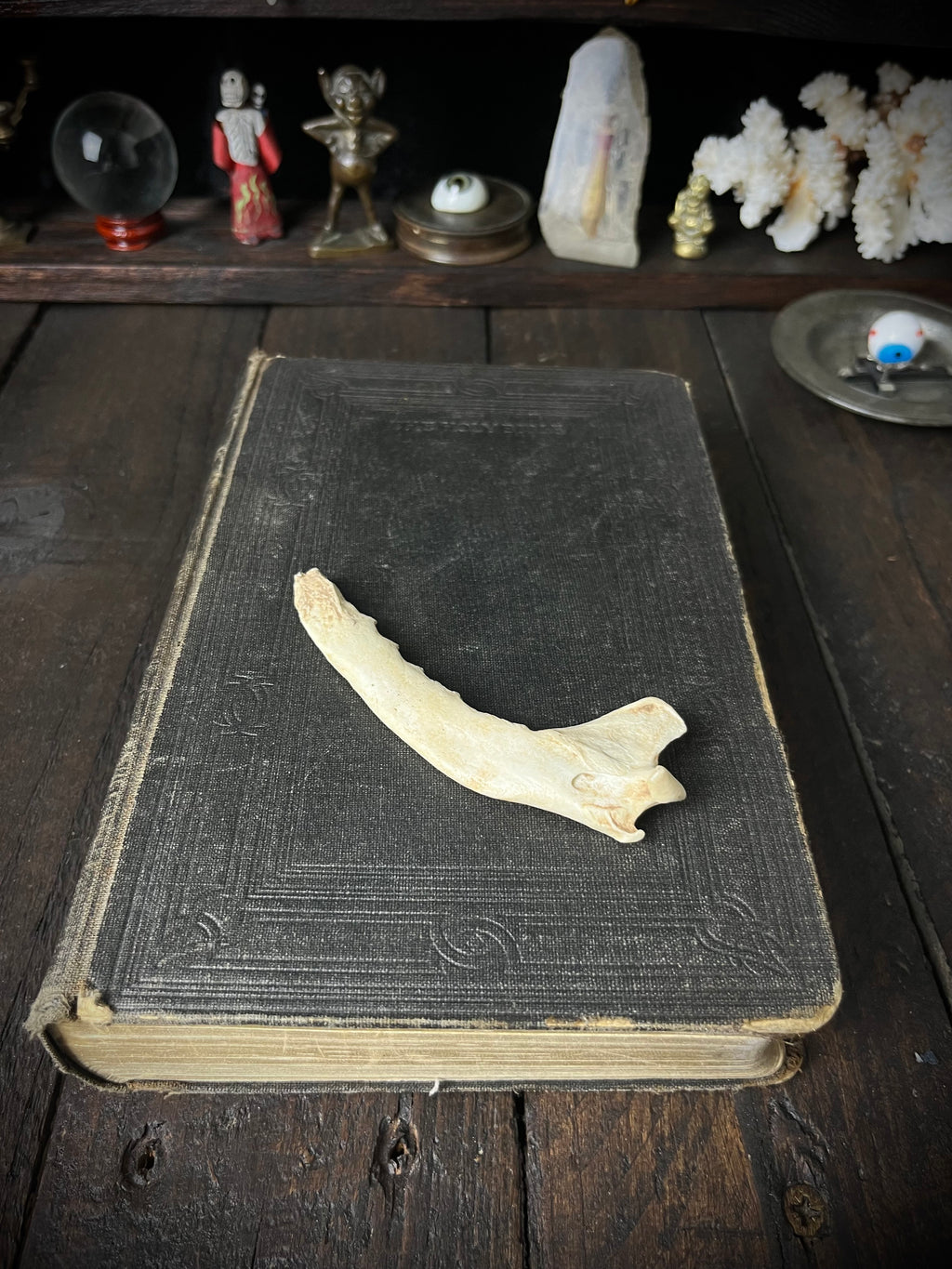 Partial Roe Deer Mandible - Natural History Specimen