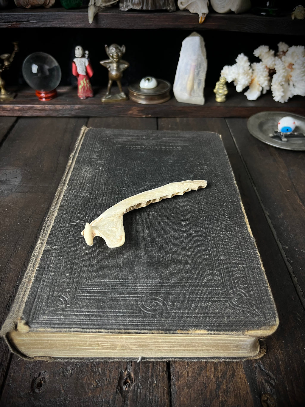 Partial Roe Deer Mandible - Natural History Specimen
