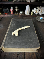 Partial Roe Deer Mandible - Natural History Specimen