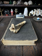 Weathered Ungulate Bone - Natural Canellous Bone Structure 10cms