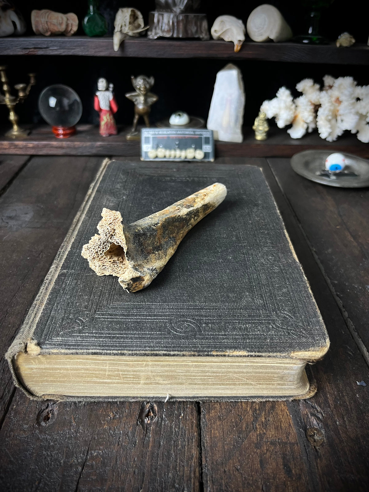 Weathered Ungulate Bone - Natural Canellous Bone Structure 10cms