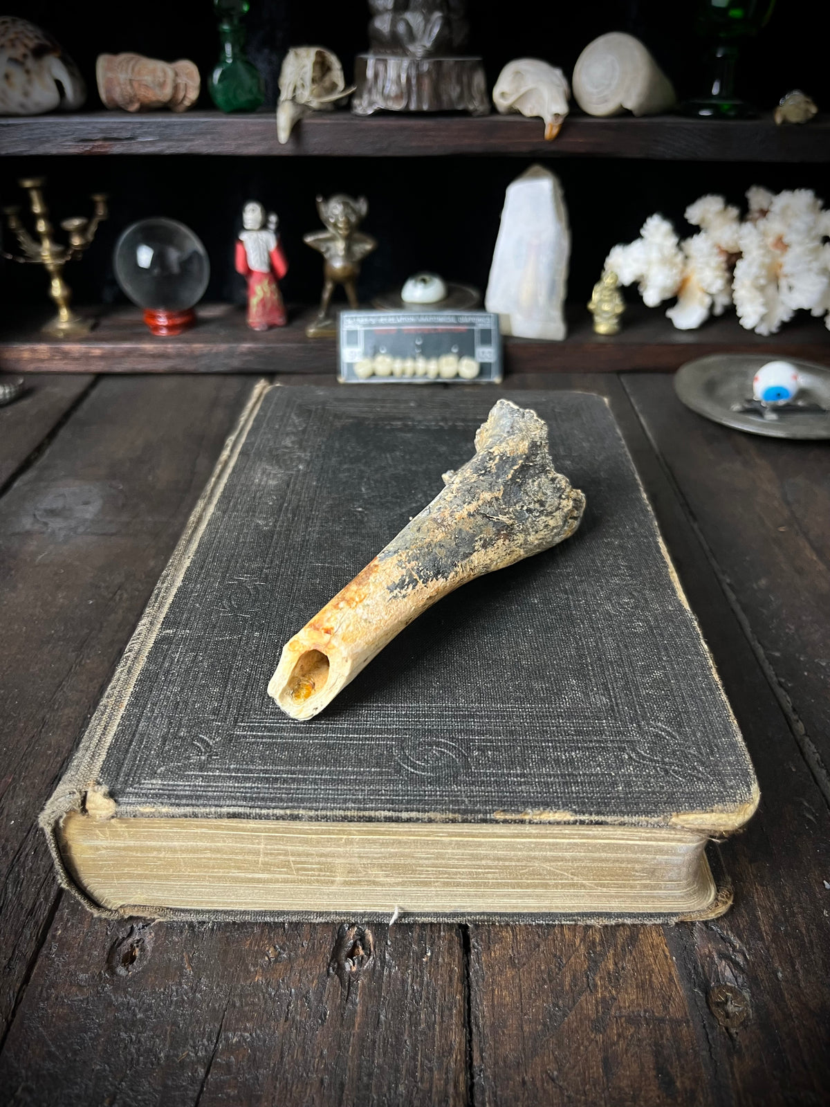 Weathered Ungulate Bone - Natural Canellous Bone Structure 10cms