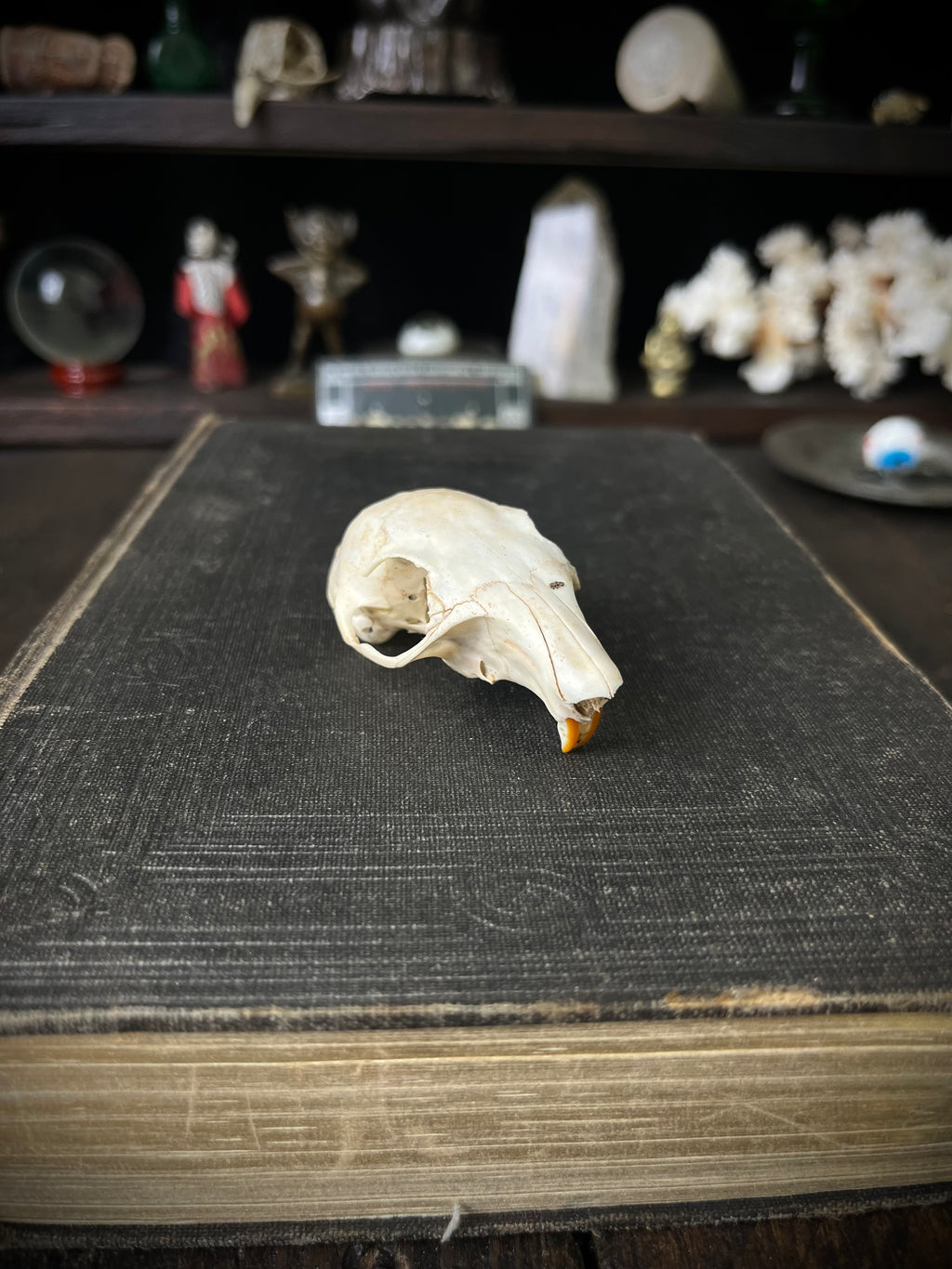 Woodland Found Rabbit Skull – 6cm