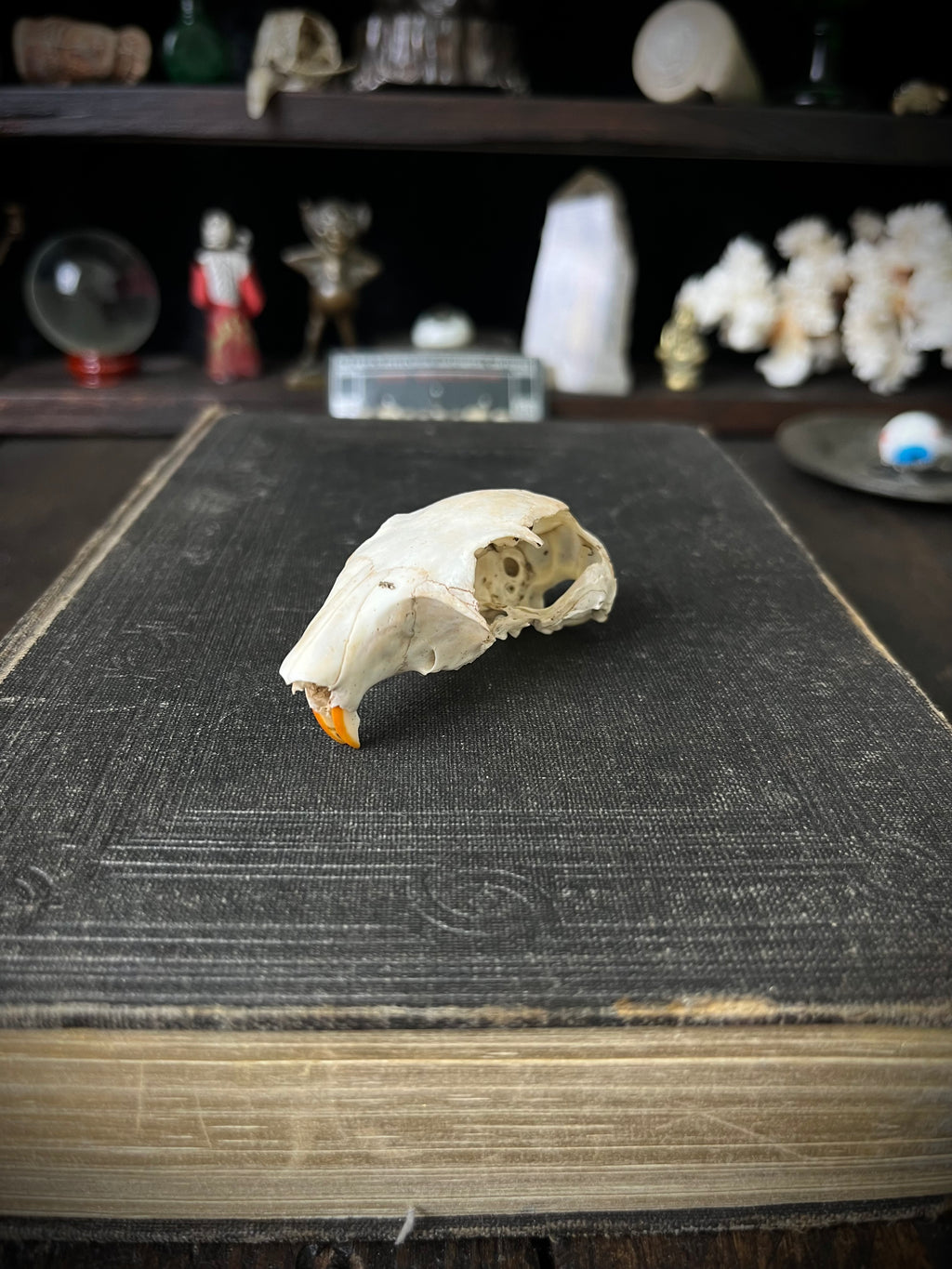 Woodland Found Rabbit Skull – 6cm