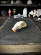 Woodland Found Rabbit Skull – 6cm