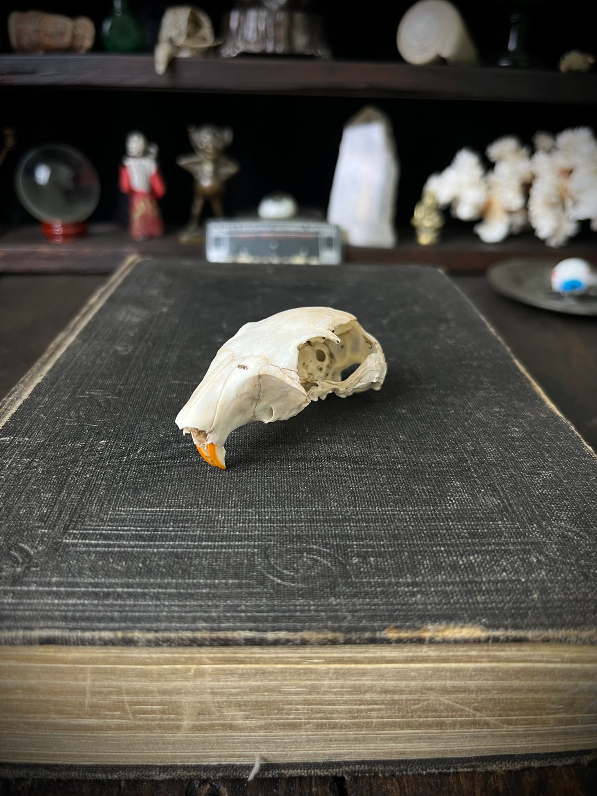 Woodland Found Rabbit Skull – 6cm