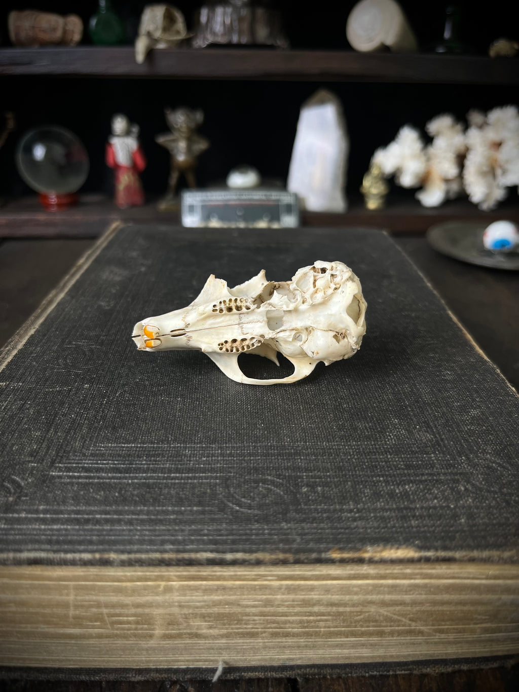 Woodland Found Rabbit Skull – 6cm