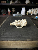 Woodland Found Rabbit Skull – 6cm