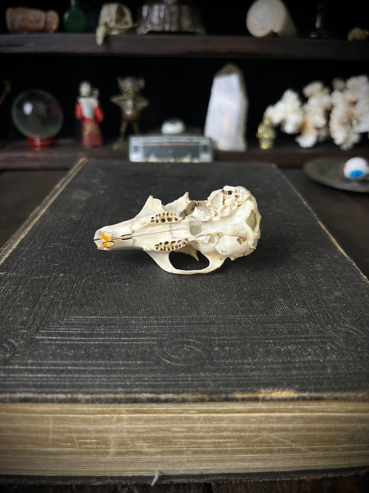 Woodland Found Rabbit Skull – 6cm