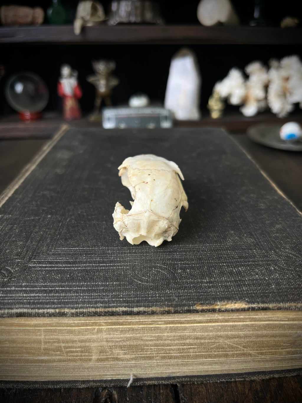 Woodland Found Rabbit Skull – 6cm