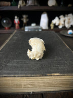 Woodland Found Rabbit Skull – 6cm