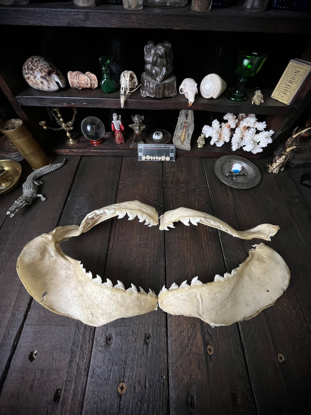 Large Bull Shark Jaw – Carcharhinus leucas – 38cm
