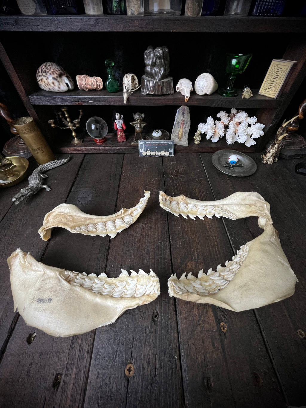 Large Bull Shark Jaw – Carcharhinus leucas – 38cm