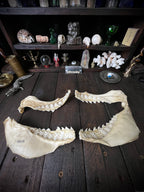 Large Bull Shark Jaw – Carcharhinus leucas – 38cm