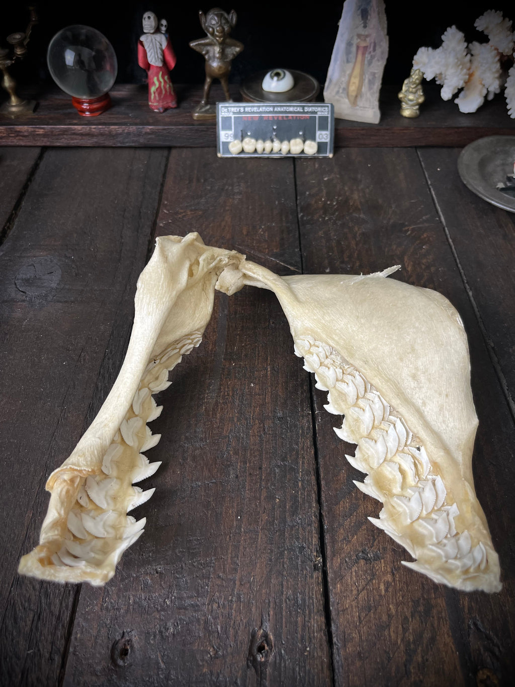 Large Bull Shark Jaw – Carcharhinus leucas – 38cm