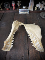 Large Bull Shark Jaw – Carcharhinus leucas – 38cm