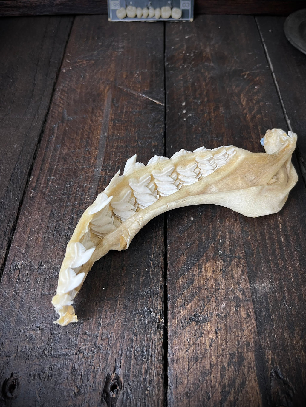 Large Bull Shark Jaw – Carcharhinus leucas – 38cm
