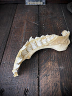Large Bull Shark Jaw – Carcharhinus leucas – 38cm