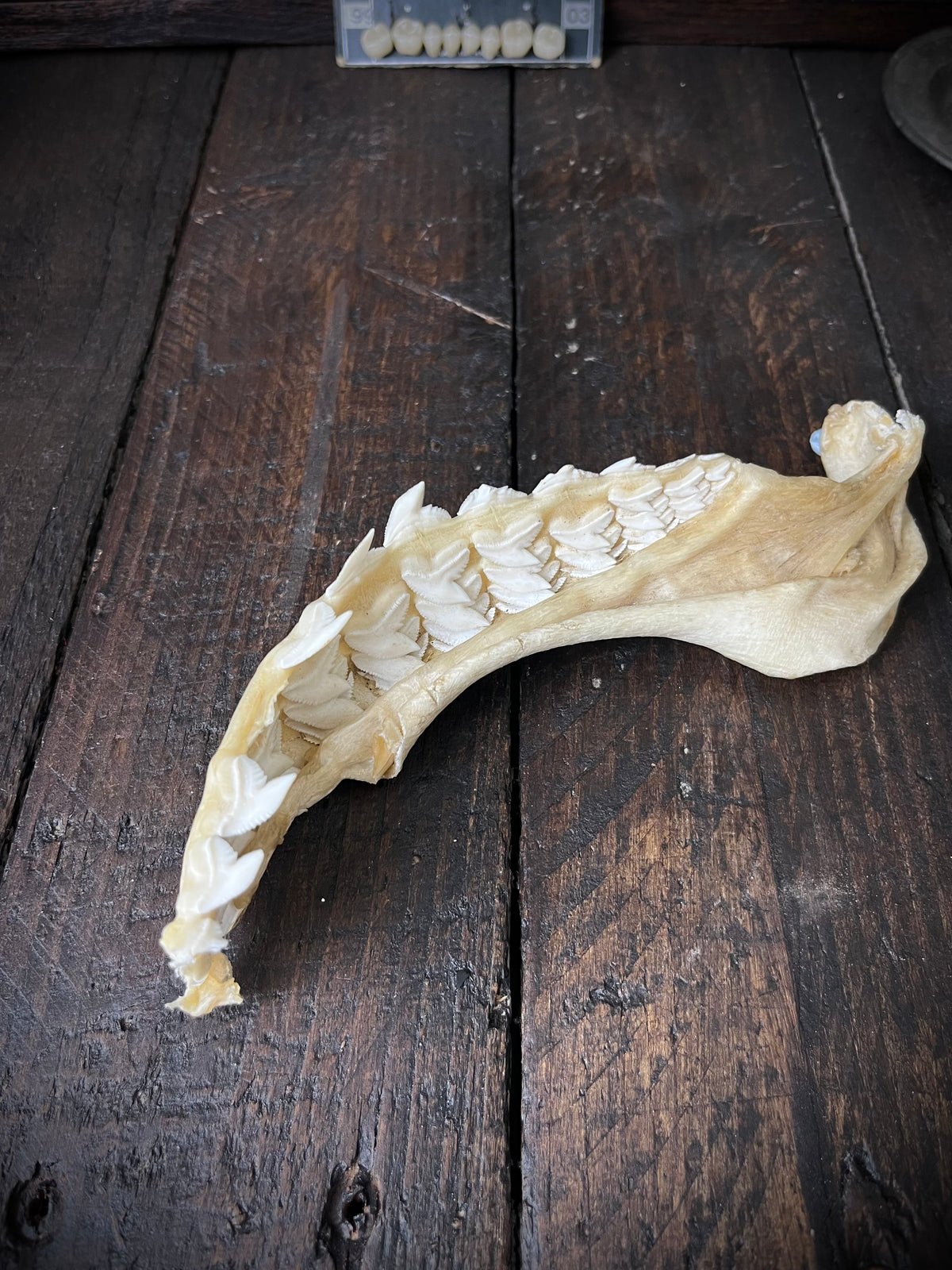 Large Bull Shark Jaw – Carcharhinus leucas – 38cm