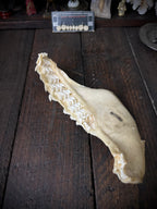 Large Bull Shark Jaw – Carcharhinus leucas – 38cm
