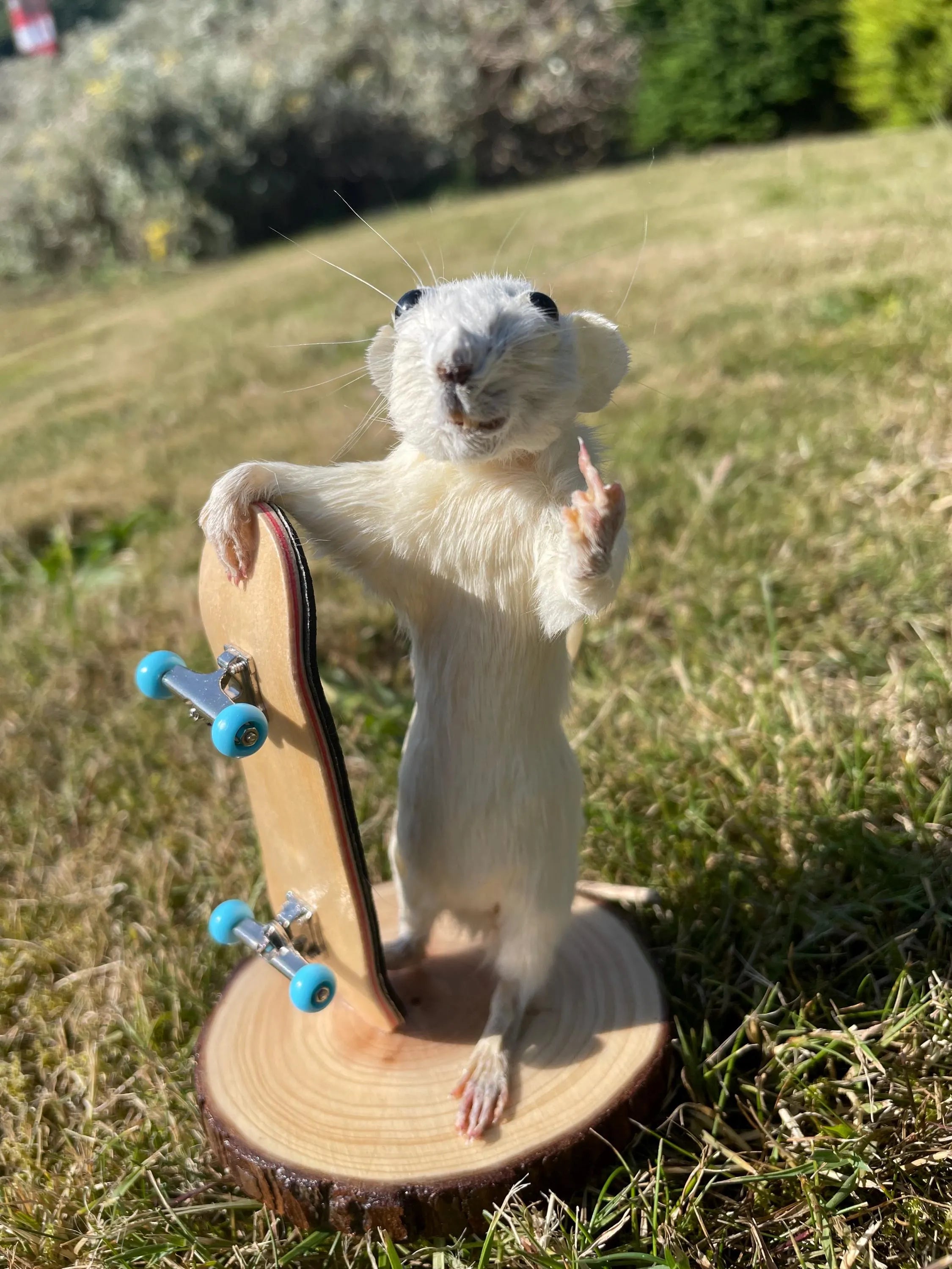 test taxidermy